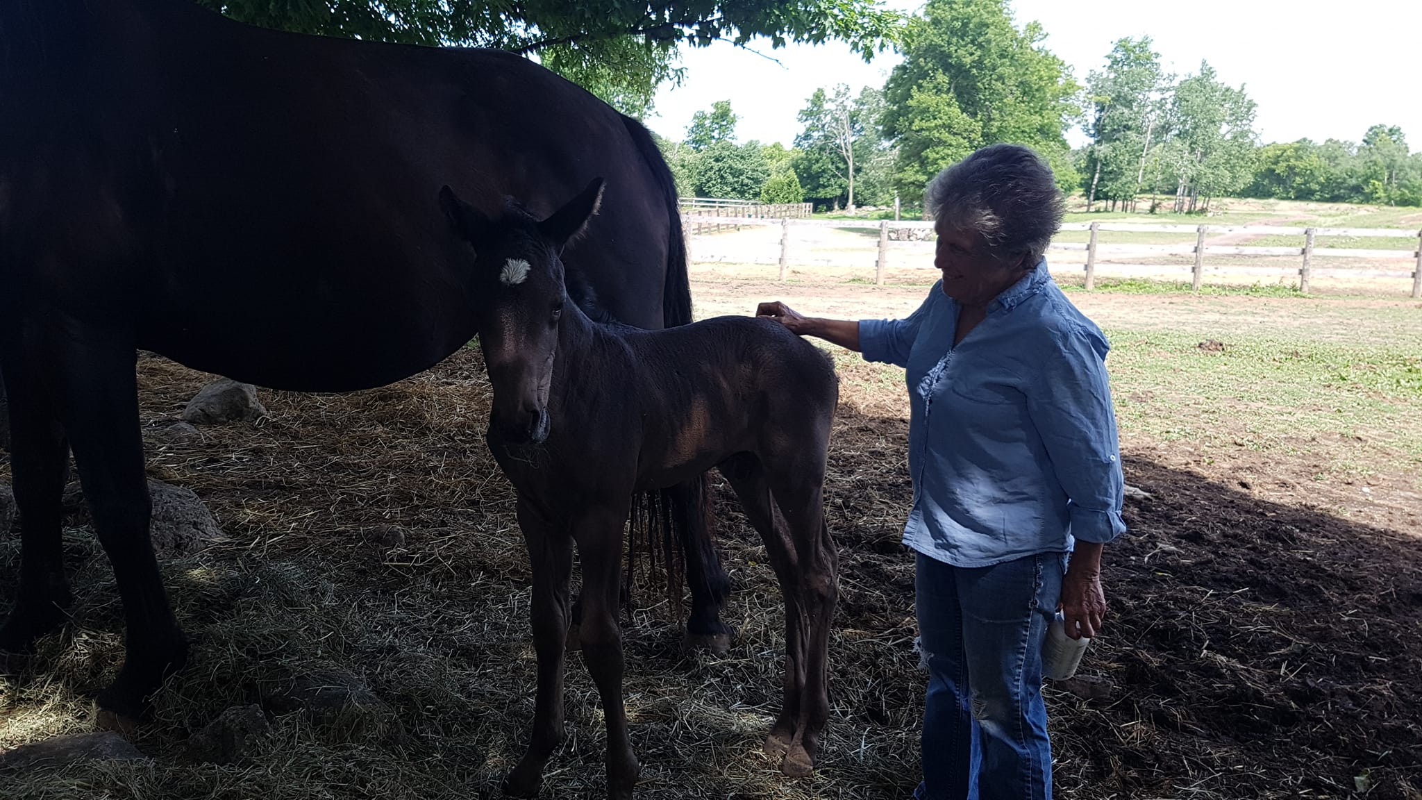 Barb Bowen with a newborn foal at Orchard Park Stables