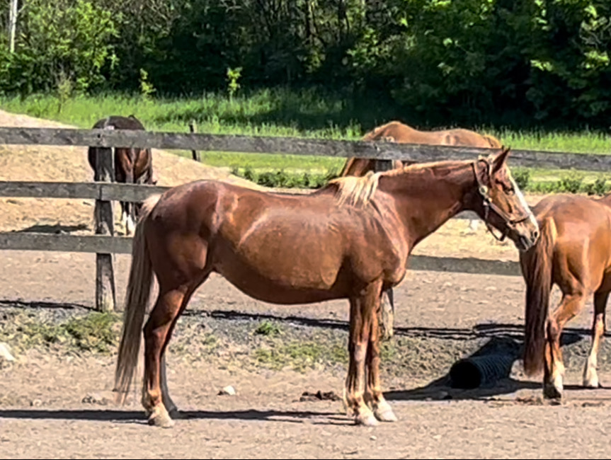 Destiny - OPS Broodmare