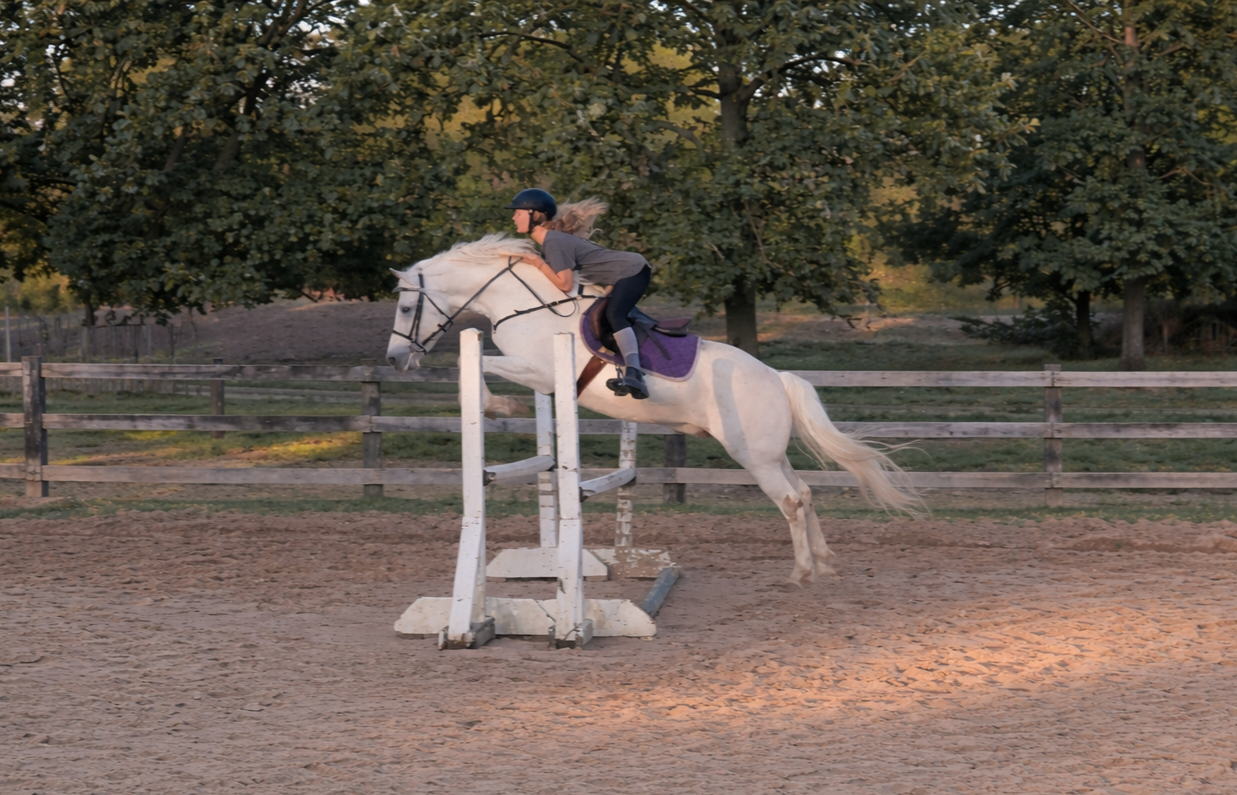 Glenn Erinn Echo - OPS Registered Connemara Stallion