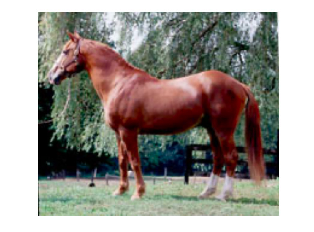 Garryowen of Suma (Shaun)