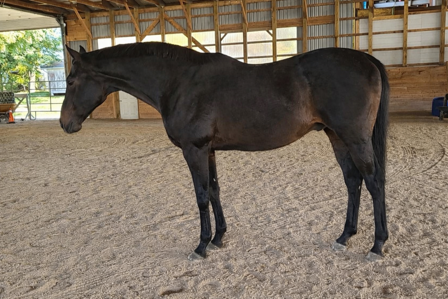 Gino Glitterati - OPS Thoroughbred Stallion