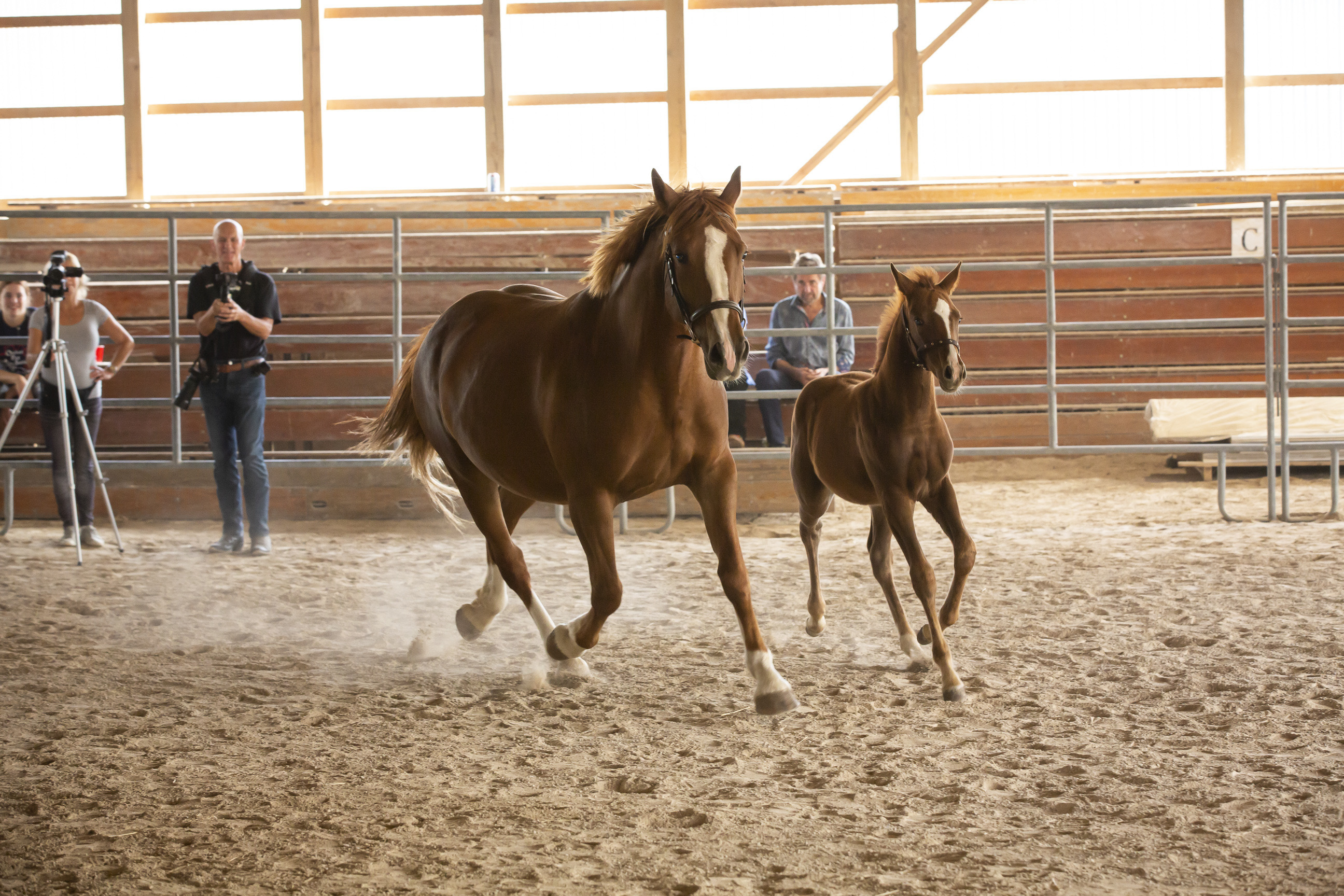 Maggie - OPS Broodmare