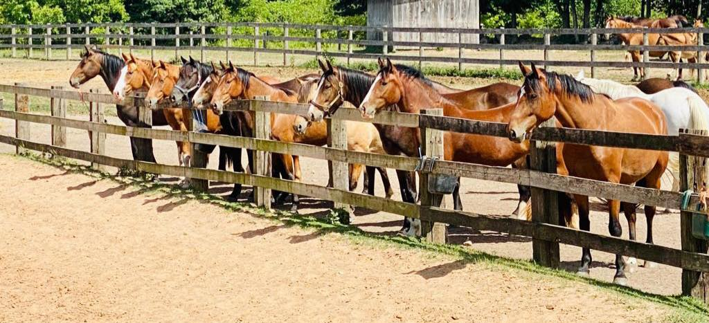 OPS Mares at Orchard Park Stables