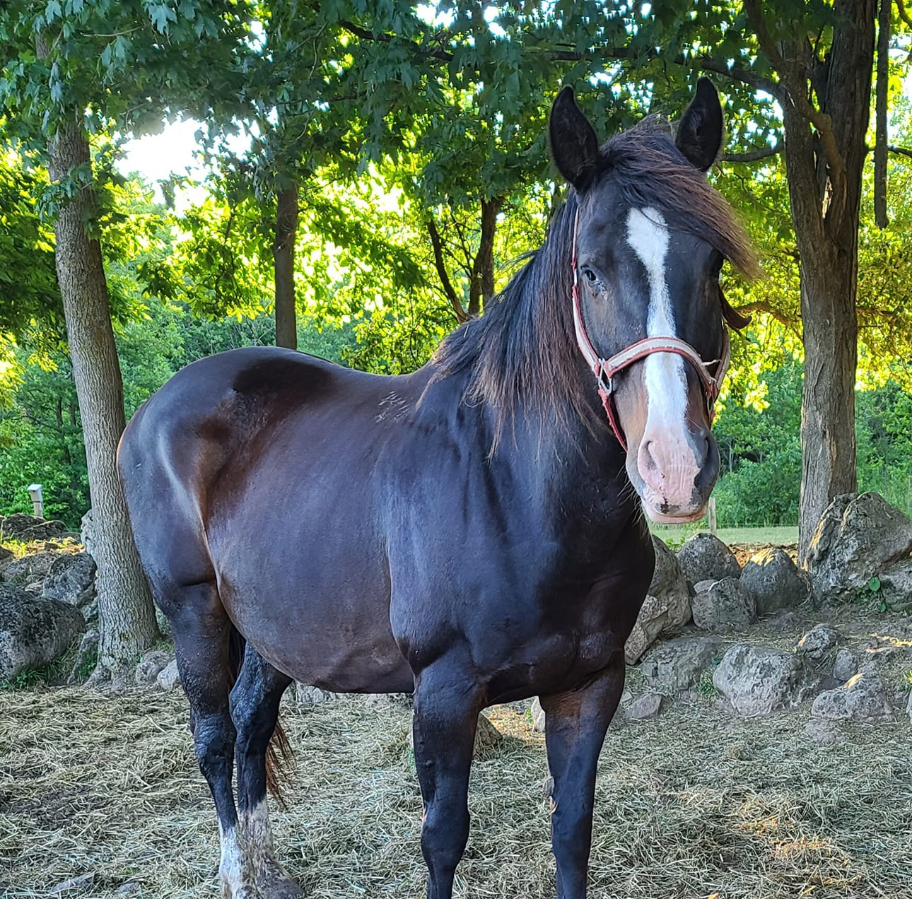 Moe - OPS Broodmare