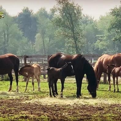 Some of our Broodmares & Foals at Orchard Park Stables