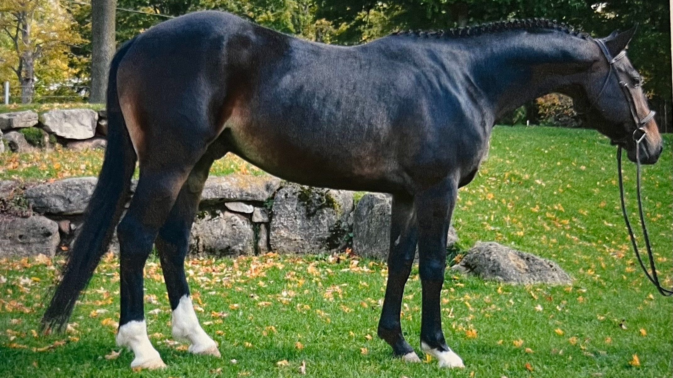 Rapson - OPS Irish Draught Sport Horse Stallion