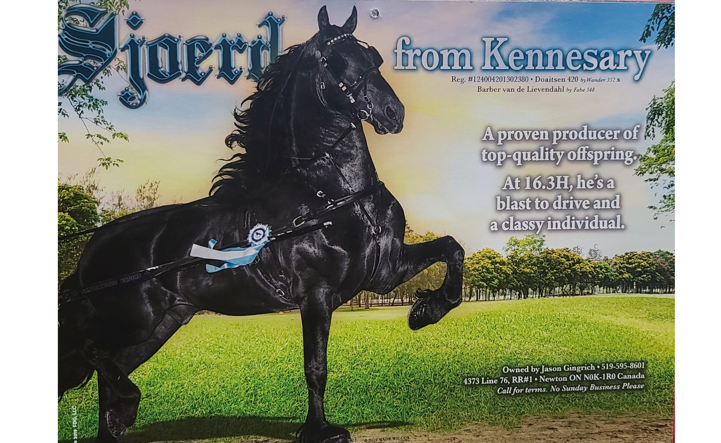 Sjoerd of Kennesary - Registered Friesian Stallion