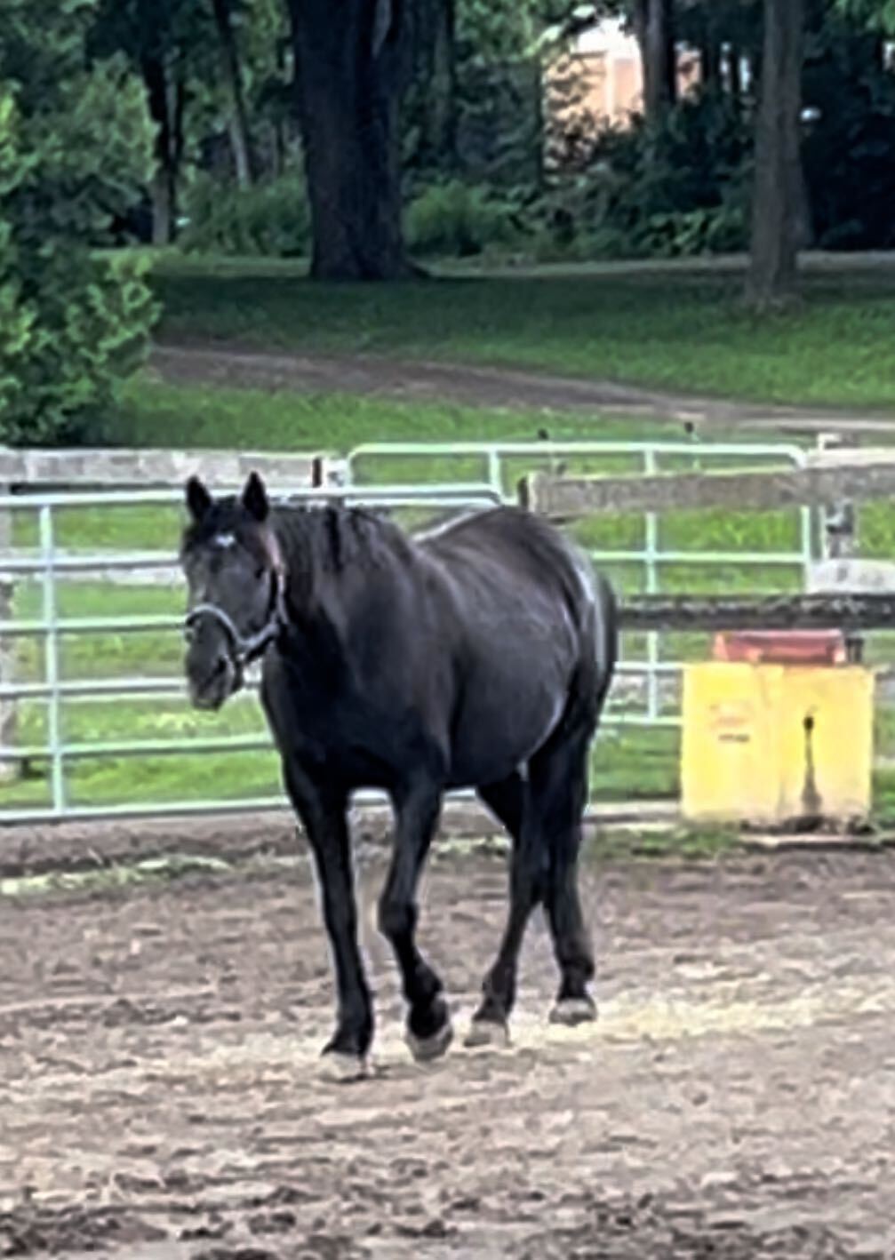 Spyder - OPS Broodmare