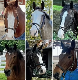 Trudy Atrens' horses — Valley, Nicholas, Bella, Janie, Whiskey & Romeo